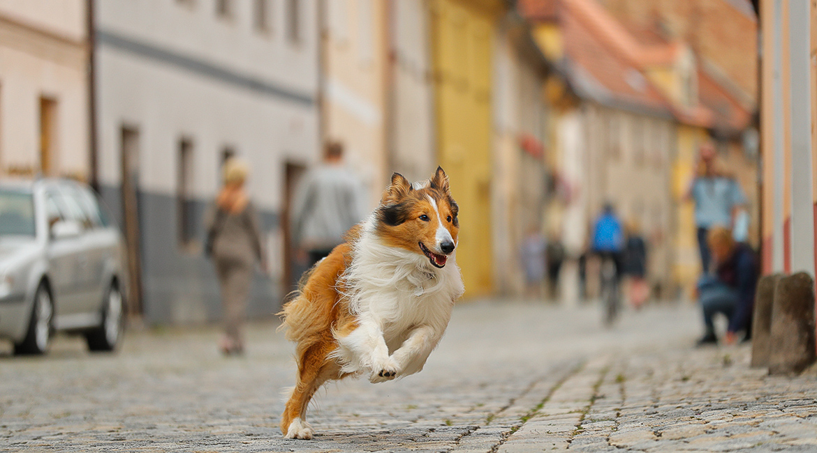 LASSIE – EINE ABENTEUERLICHE REISE © Tom Trambow/Warner Bros.