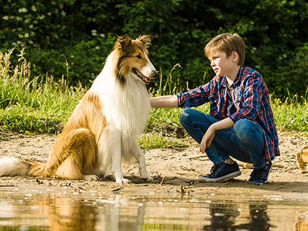 LASSIE – EINE ABENTEUERLICHE REISE © Tom Trambow/Warner Bros.