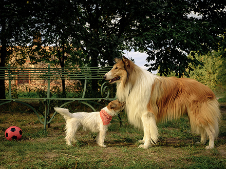 LASSIE – EIN NEUES ABENTEUER © Conny Klein