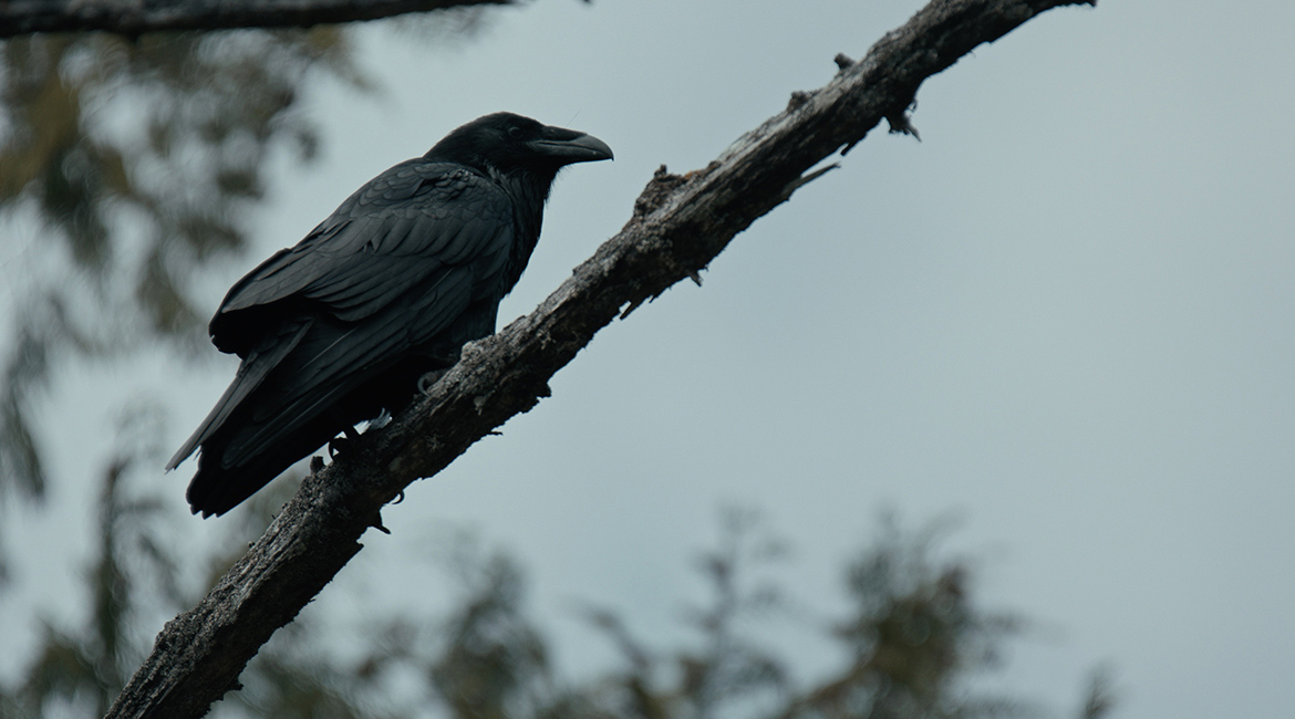 THE WHALE AND THE RAVEN Foto © Busse & Halberschmidt/Cedar Island Films