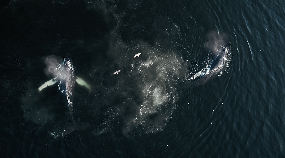 THE WHALE AND THE RAVEN Foto © Busse & Halberschmidt/Cedar Island Films