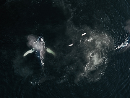 THE WHALE AND THE RAVEN Foto © Busse & Halberschmidt/Cedar Island Films